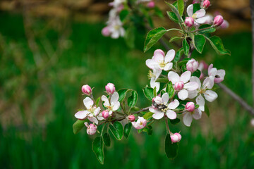 The branches of a young tree, pears begin to bloom.
Blooming spring garden. White flowers of a pear tree close up. Early spring. Soft focus.