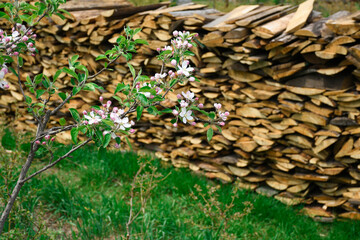 The branches of a young tree, pears begin to bloom in the garden against the background of beautifully folded firewood.
Blooming spring garden. White flowers of a pear tree close up. Early spring