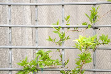 Young shoots green leaves on a branch of growing in a spring garden close-up Young green bushes Branched shoots are covered with beautiful leaves, so actinidia can be used for garden landscaping
