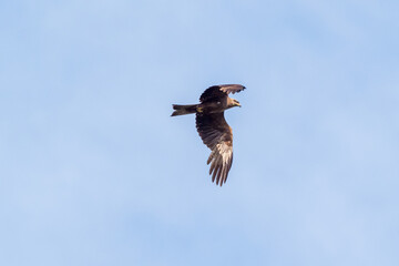 Griffon vultures above the Rocher du Caire near Remuzat, Drôme provençale