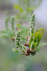 Plants in the garden in the spring closeup. Shallow depth of field