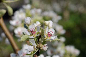 Pear blossoms in the garden in spring closeup. Shallow depth of field