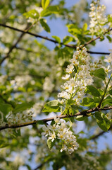 Blooming bird cherry in spring. Shallow depth of field
