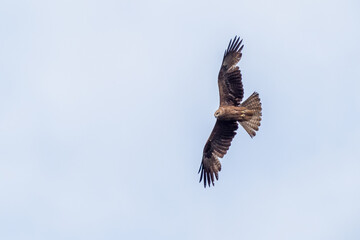 Griffon vultures above the Rocher du Caire near Remuzat, Drôme provençale
