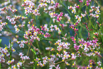Floral background. Small pink and white flowers closeup. Selective focus