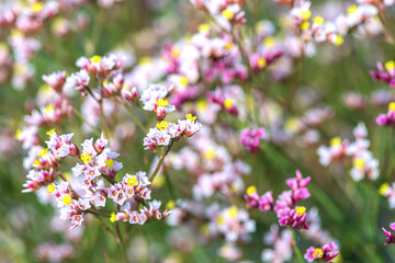 Floral background. Small pink and white flowers closeup. Selective focus