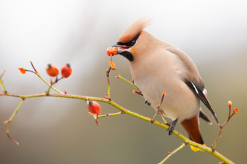 Beautiful bohemian waxwing, bombycilla garrulus, eating frozen rosehip from bush in winter. Bird feeding itself in wintry scenery. Feathered animal holding hip in beak on bush.