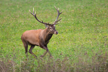 Naklejka na ściany i meble Adult male of red deer, cervus elaphus, running on clover meadow in autumn. Disturbed wild mammal with big antlers going away. Fast stag in movement. Hoofed animal on fresh clearing with copy space.