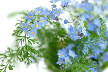 Blooming forget-me-nots summer floral background