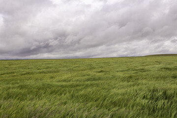 Cereal fields on a cloudy and windy day