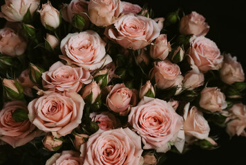 Bouquet of fresh blooming pink roses on dark background