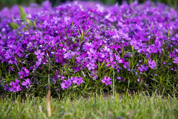 Obraz premium Flowers of Phlox subulata 'Atropurpurea' (Creeping phlox) in the garden in early June. Bright purple carpet flowers on a sunny day.