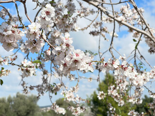 cherry tree blossom
