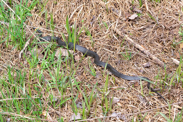 snake in the grass