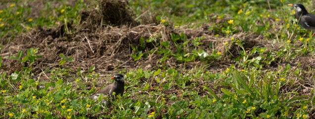 White-cheeked Starling