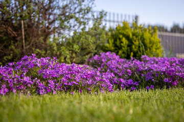 Obraz premium Flowers of Phlox subulata 'Atropurpurea' (Creeping phlox) in the garden in early June. Bright purple carpet flowers on a sunny day.