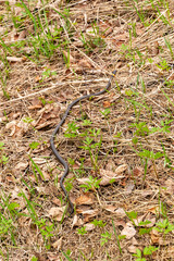 snake in the grass