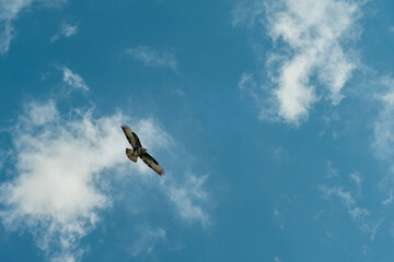 Beautiful adult buzzard eagle, Buteo buteo, in flight with dramatic sky. Flying bird of prey with vibrant blue colors and space for text. White clouds, with wings spread