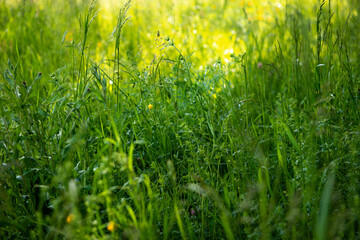 Wiese mit Butterblume im Sonnenlicht 