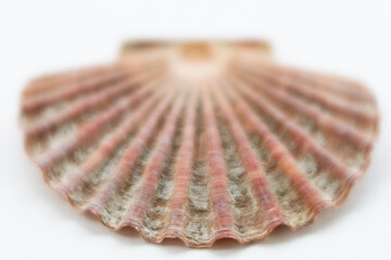 Sea shell isolated on white. Blurry and sharp areas.