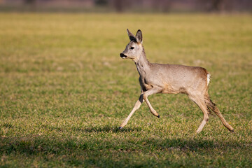 Cute roe deer, capreolus capreolus, female running alone on green meadow in spring. Disturbed doe rushing on field with copy space. Wild animal with dirty legs in movement on countryside.