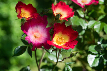 Variegated red and yellow single rose on a bush in the garden
