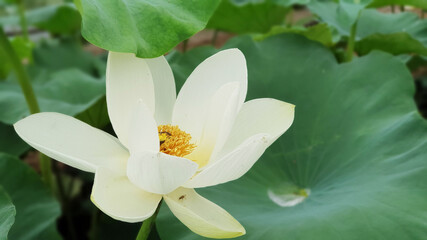 White Lotus
