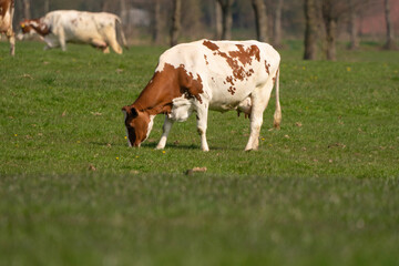 Fototapeta na wymiar Red and white cows graze in green grassy Dutch meadow