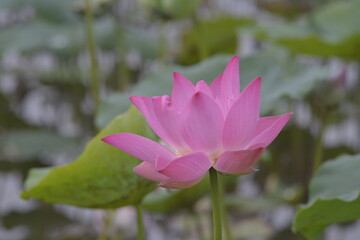 Obraz premium The author took a set of photos in Tam Da lotus lagoon, Ho Chi Minh City. Time: Thursday morning, May 27, 2021. Content: The author hopes the photos can describe the beauty of lotus flowers.
