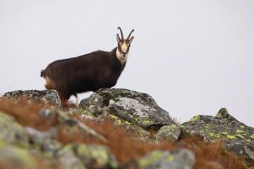 Curious tatra chamois, rupicapra rupicapra tatrica, looking from behind rocks on mountain horizon in autumn. Endangered wild goat standing in fog. Mammal observing in natural habitat with copy space.