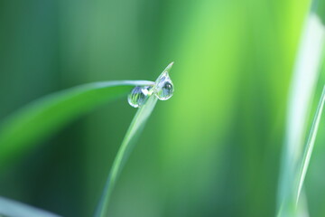 Beautiful spring flowers, fresh nature © Svetlana
