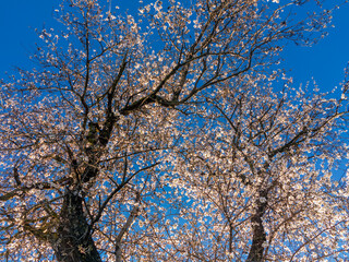 Almendro en flor. Madrid. Spain. Europe.