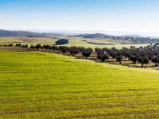 Campos de trigo y olivos. Madrid. España. Europa