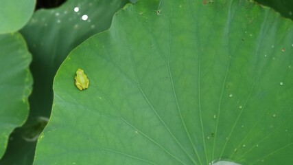 A frog on a lotus leaf
