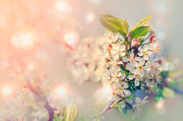 Beautiful natural blurred background with cherry blossoms. Blurred backdrop with bokeh.