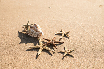 seastars on the sea sand, summer beach background travel concept