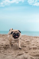 Tender pug dog breed walking on the beach smile with funny face and feeling of happiness, Healthy...