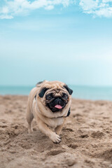 Tender pug dog breed walking on the beach smile with funny face and feeling of happiness, Healthy Purebred Dog Concept