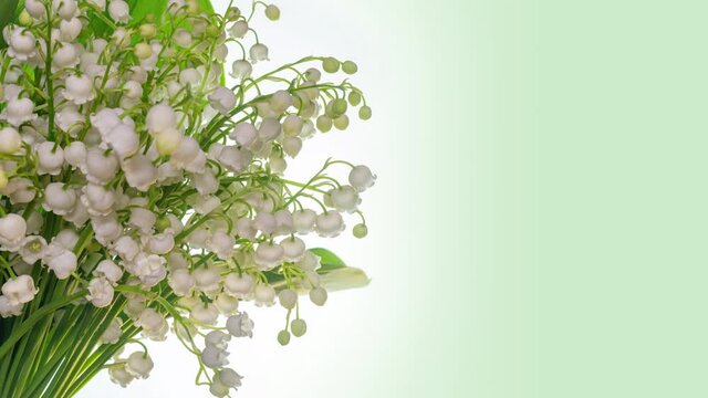 Bouquet of beautiful white flowers blooming on a white background. Lilies of the valley opening close up. Timelapse. 4K. Spring time, Happy Mothers Day, birthday, holiday, love, greeting card.