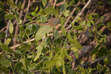 Common Tailor Bird in the bush