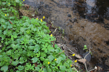 Green river bank top view. Early bright spring with lush greenery and seething streams. Natural background