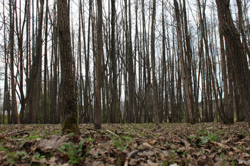 The forest is still in early spring with dry leaves and bare branches. Background of tree trunks.