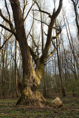 Beautiful branchy vintage tree in the rays of the sun in the spring forest covered with moss
