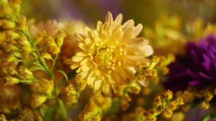 beautiful abstract blurred background yellow and purple chrysanthemums