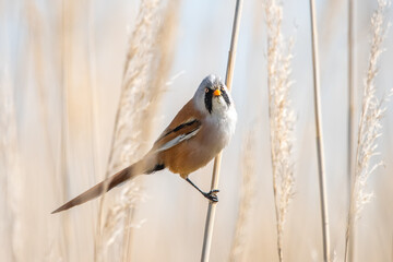 Naklejka premium spotted woodpecker