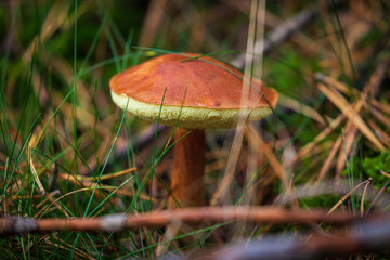 Maronen im Wald, Nahaufnahme