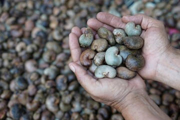 Farmer's hand hold cashew nut to select the best quality from the pile of cashew seeds. Organic agriculture concept. Export agricultural production in Thailand.