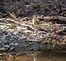 bird on a rock