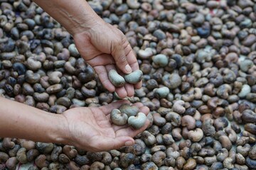Farmer's hand hold cashew nut to select the best quality from the pile of cashew seeds. Organic agriculture concept. Export agricultural production in Thailand.