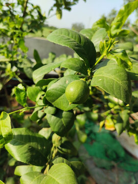 Fresh green raw lemon on the branch